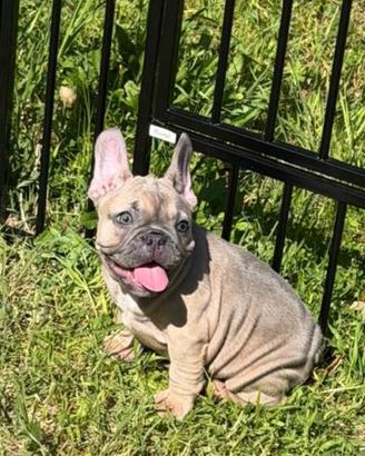 Bulldog francese