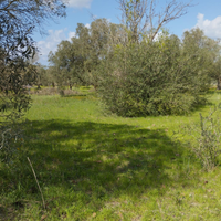 Terreno agricolo nei pressi di Mogoro masullas