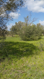 Terreno agricolo nei pressi di Mogoro masullas