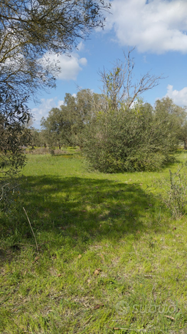 Terreno agricolo nei pressi di Mogoro masullas