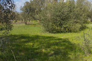Terreno agricolo nei pressi di Mogoro masullas