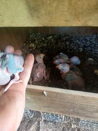 Parrocchetti dal collare