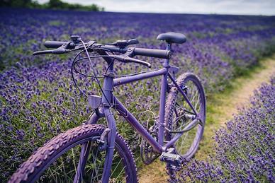 Stampa su tela / Quadro