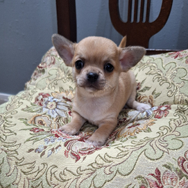 Chihuahua piccola piccola femmina