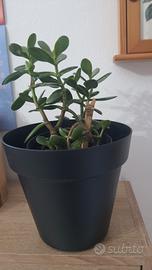 piantine albero di giada