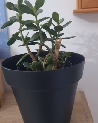 piantine albero di giada