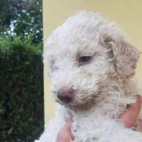 Cuccioli di lagotto