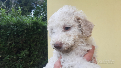 Cuccioli di lagotto