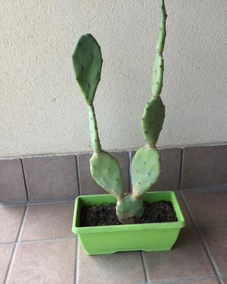 Pianta grassa