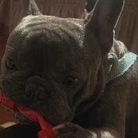 Bulldog francese blu per monta