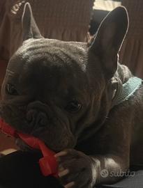 Bulldog francese blu per monta
