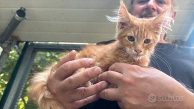 Maine coon maschio manto rosso (Sunfyre)