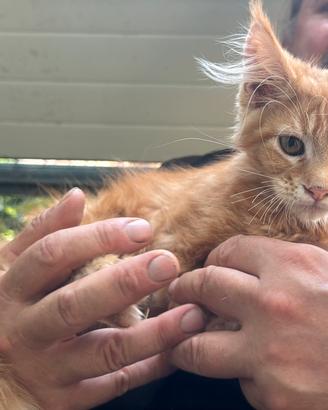 Maine coon maschio manto rosso (Sunfyre)
