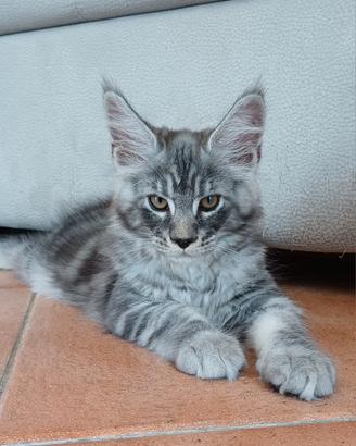 cucciolo di Maine Coon TOP  taglia grande 