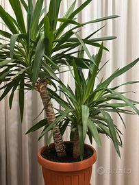 Tronchetto della felicità