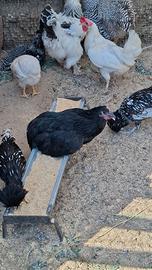 Galline galli galletti