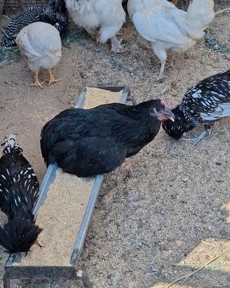Galline galli galletti