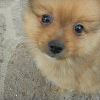 Spitz di pomerania nano