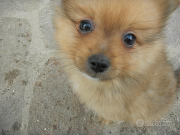 Spitz di pomerania nano