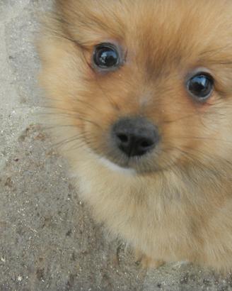Spitz di pomerania nano