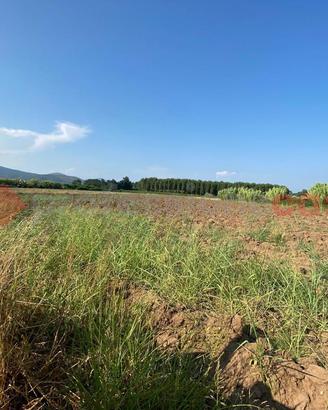 Terreno Agricolo Falciano del Massico