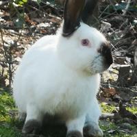 Conigli California Puri Selezionati