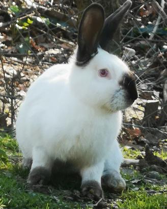 Conigli California Puri Selezionati