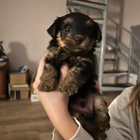 Ultimi 2 cuccioli di Yorkshire