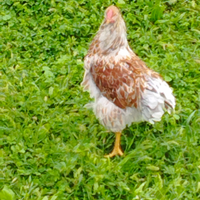 Galli razza Wyandotte