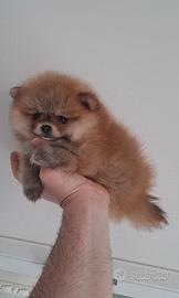Cuccioli di spitz pomerania