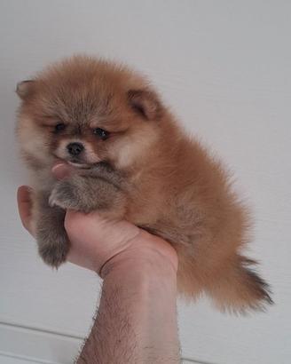 Cuccioli di spitz pomerania
