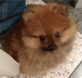 Un cane maschio razza volpino ha 3 mesi vicinato