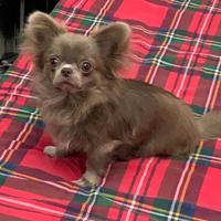 Monta Chihuha Lilac taglia piccolissima