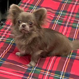 Monta Chihuha Lilac taglia piccolissima