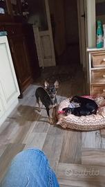 Cucciola Pinscher di 65 giorni