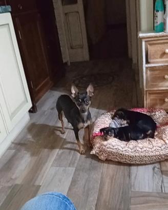 Cucciola Pinscher di 65 giorni