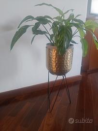 piantana con pianta 