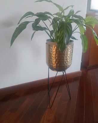 piantana con pianta 