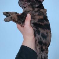 Bulldog francese esotico