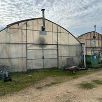 2 Serre per coltivazione piante/fiori