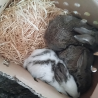 Conigli autonomi e sani