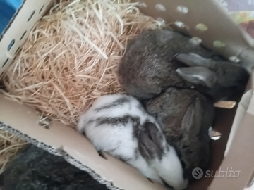 Conigli autonomi e sani