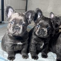 Maschi esotic Bulldogfrance