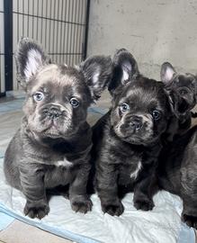 Maschi esotic Bulldogfrance