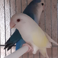 Inseparabili Roseicollis