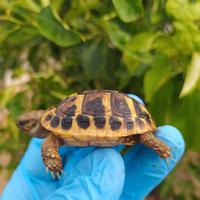 Testudo hermanni tartaruga