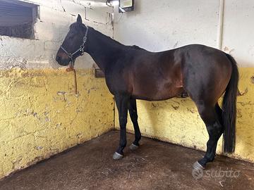 Angloarabo - Animali In vendita a Sassari