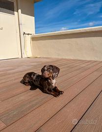 Bassotto Arlecchino nano maschio per accoppiamento