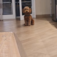 Barboncino toy red per monta