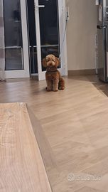 Barboncino toy red per monta